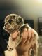 French Bulldog Puppies for sale in Montgomery, IL, USA. price: NA