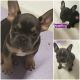 French Bulldog Puppies for sale in Florence, OR 97439, USA. price: NA