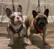 French Bulldog Puppies for sale in Cypress, TX, USA. price: NA