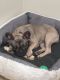 French Bulldog Puppies for sale in Hartley, IA 51346, USA. price: NA