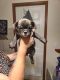 French Bulldog Puppies for sale in Golden Valley, AZ 86413, USA. price: NA
