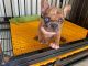 French Bulldog Puppies for sale in Hollywood, FL 33027, USA. price: $8,000