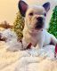 French Bulldog Puppies for sale in Norfolk, VA, USA. price: $3,000