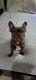 French Bulldog Puppies for sale in Castle Rock, CO, USA. price: $3,000