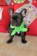 French Bulldog Puppies for sale in Everett, MA 02149, USA. price: NA