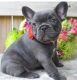 French Bulldog Puppies for sale in Santa Barbara, CA, USA. price: $800