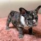 French Bulldog Puppies for sale in Italy, TX 76651, USA. price: NA