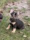 French Bulldog Puppies for sale in Towne Lake, Cypress, TX 77433, USA. price: NA