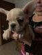 French Bulldog Puppies for sale in ON-401, Lakeshore, ON, Canada. price: NA