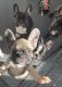French Bulldog Puppies for sale in Fullerton, CA, USA. price: NA