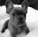 French Bulldog Puppies for sale in Miami Beach, FL, USA. price: $800