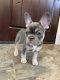 French Bulldog Puppies for sale in Parker, CO 80138, USA. price: NA
