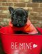 French Bulldog Puppies for sale in Frankfort, KY 40601, USA. price: NA