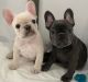 French Bulldog Puppies for sale in Davenport, IA, USA. price: NA
