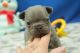 French Bulldog Puppies for sale in California, MD, USA. price: NA
