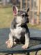 French Bulldog Puppies for sale in Frisco, TX, USA. price: NA