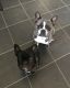French Bulldog Puppies for sale in Maple Grove, MN, USA. price: NA