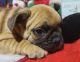French Bulldog Puppies for sale in Baltimore, MD, USA. price: $1,200