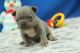 French Bulldog Puppies for sale in Baltimore, MD, USA. price: $1,500