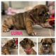 French Bulldog Puppies for sale in Summerfield, NC, USA. price: $2,500