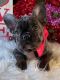 French Bulldog Puppies for sale in Hollywood, FL, USA. price: $1,000