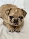 French Bulldog Puppies for sale in 4337 Laurel Oak Rd, Richmond, VA 23237, USA. price: NA