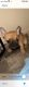 French Bulldog Puppies for sale in Westport, MA, USA. price: $3,800