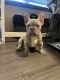 French Bulldog Puppies for sale in Frisco, TX, USA. price: $3