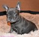 French Bulldog Puppies for sale in Albany, NY, USA. price: $900