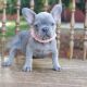 French Bulldog Puppies for sale in W Calgary Ct, Irving, TX 75062, USA. price: NA
