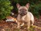 French Bulldog Puppies for sale in North Providence, RI, USA. price: $5,500