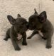 French Bulldog Puppies for sale in La Puente, CA, USA. price: $3,800