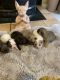 French Bulldog Puppies for sale in Wilson, MI 49896, USA. price: NA