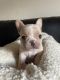 French Bulldog Puppies for sale in Costa Mesa, CA, USA. price: $4,300