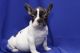 French Bulldog Puppies for sale in Birmingham, AL, USA. price: $500