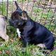 French Bulldog Puppies for sale in Sanford, FL, USA. price: $4,500