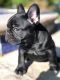 French Bulldog Puppies for sale in Baltimore, MD, USA. price: $3,500