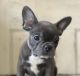 French Bulldog Puppies for sale in Amarillo, TX, USA. price: $2,500