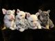 French Bulldog Puppies for sale in Cortland, NY 13045, USA. price: $1,500