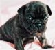 French Bulldog Puppies for sale in Moreno Valley, CA, USA. price: $3,000