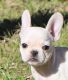 French Bulldog Puppies for sale in Winnsboro, TX 75494, USA. price: $3,000