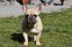 French Bulldog Puppies for sale in Akron, OH, USA. price: $2,500