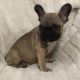 French Bulldog Puppies for sale in Obetz, OH, USA. price: NA