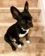 French Bulldog Puppies for sale in Daytona Beach, FL, USA. price: $800