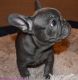French Bulldog Puppies for sale in Denton, TX, USA. price: $900