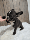 French Bulldog Puppies for sale in Ontario, CA, USA. price: $1,200