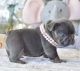 French Bulldog Puppies for sale in TX-152, Pampa, TX, USA. price: $850