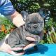 French Bulldog Puppies for sale in TX-152, Pampa, TX, USA. price: $1,000