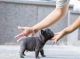 French Bulldog Puppies for sale in Campbell, CA, USA. price: NA