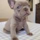 French Bulldog Puppies for sale in Lynn, MA, USA. price: $1,450